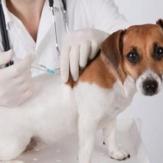 očkovanie psov
